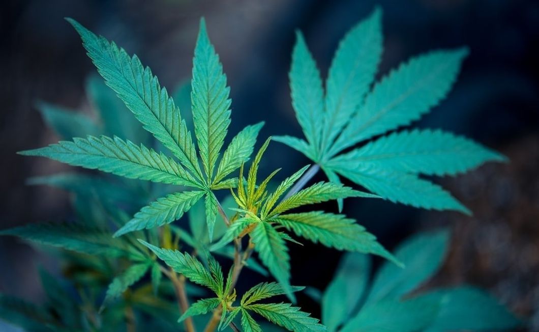 Why I Am Not Against The Legalization Of Marijuana