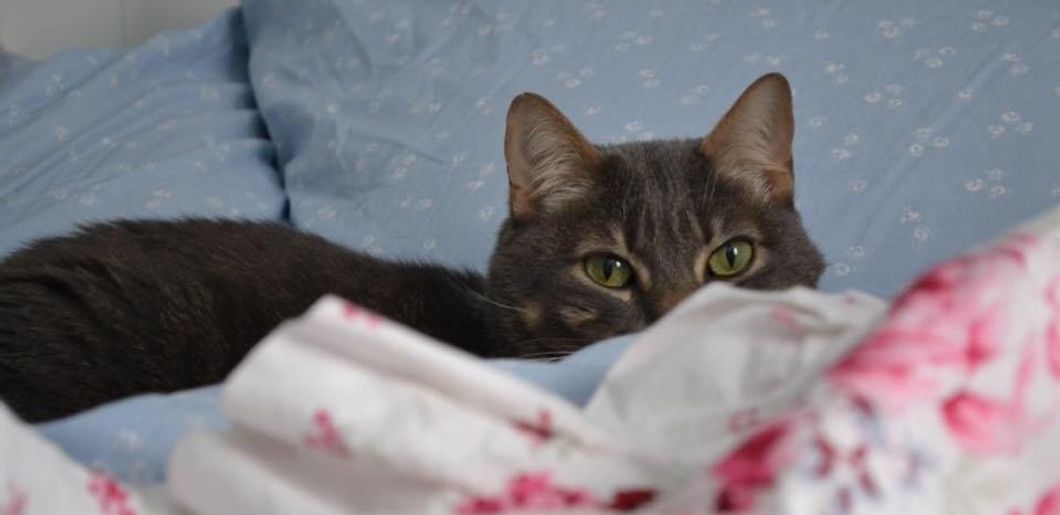 After My Cat's Passing, It's Hard To Move On To Someone New