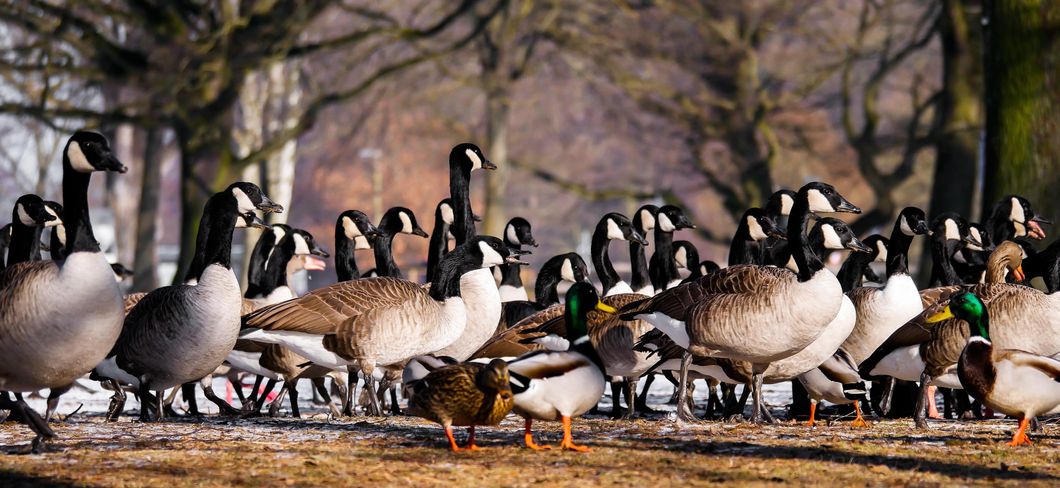 The Busch Geese At Rutgers University Are Invaluable, Change My Mind
