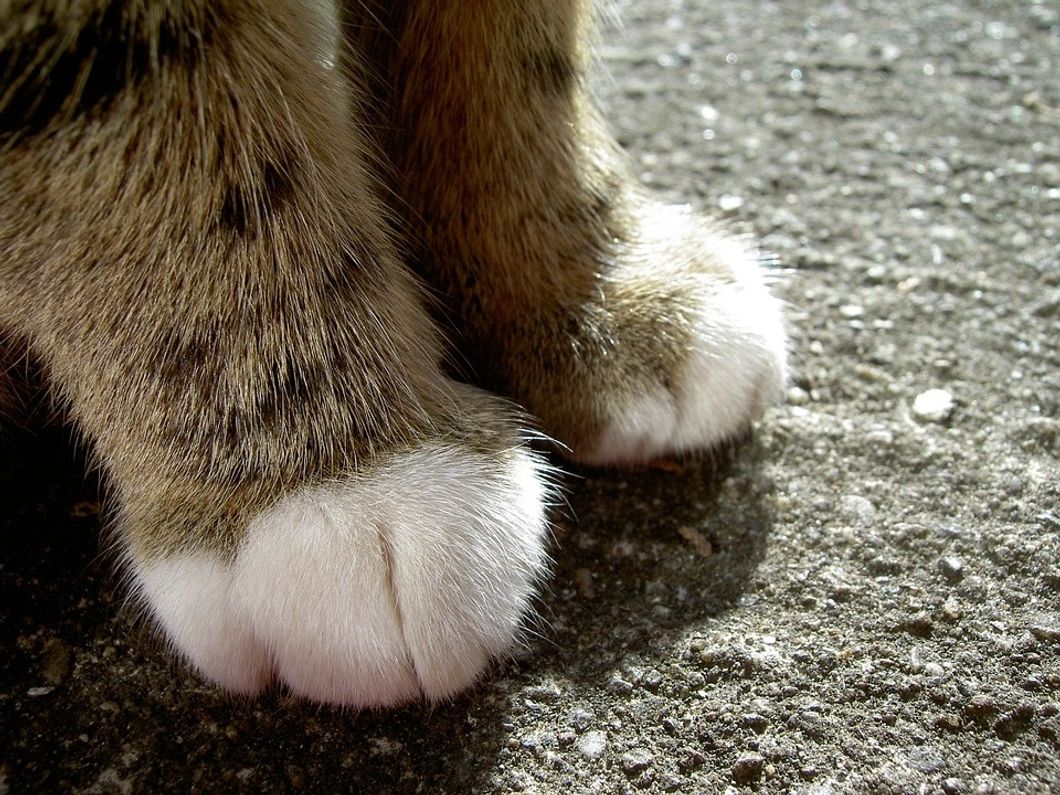 32 Cat Toe Beans To Brighten Your Day