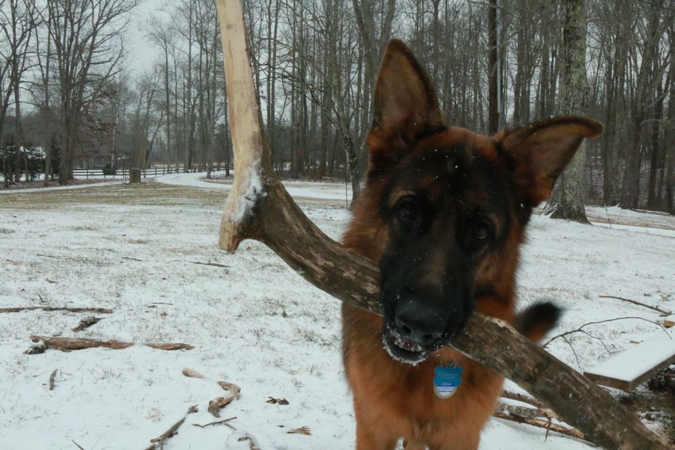 My Dog Is My Child, And I Don't Regret Spoiling Her