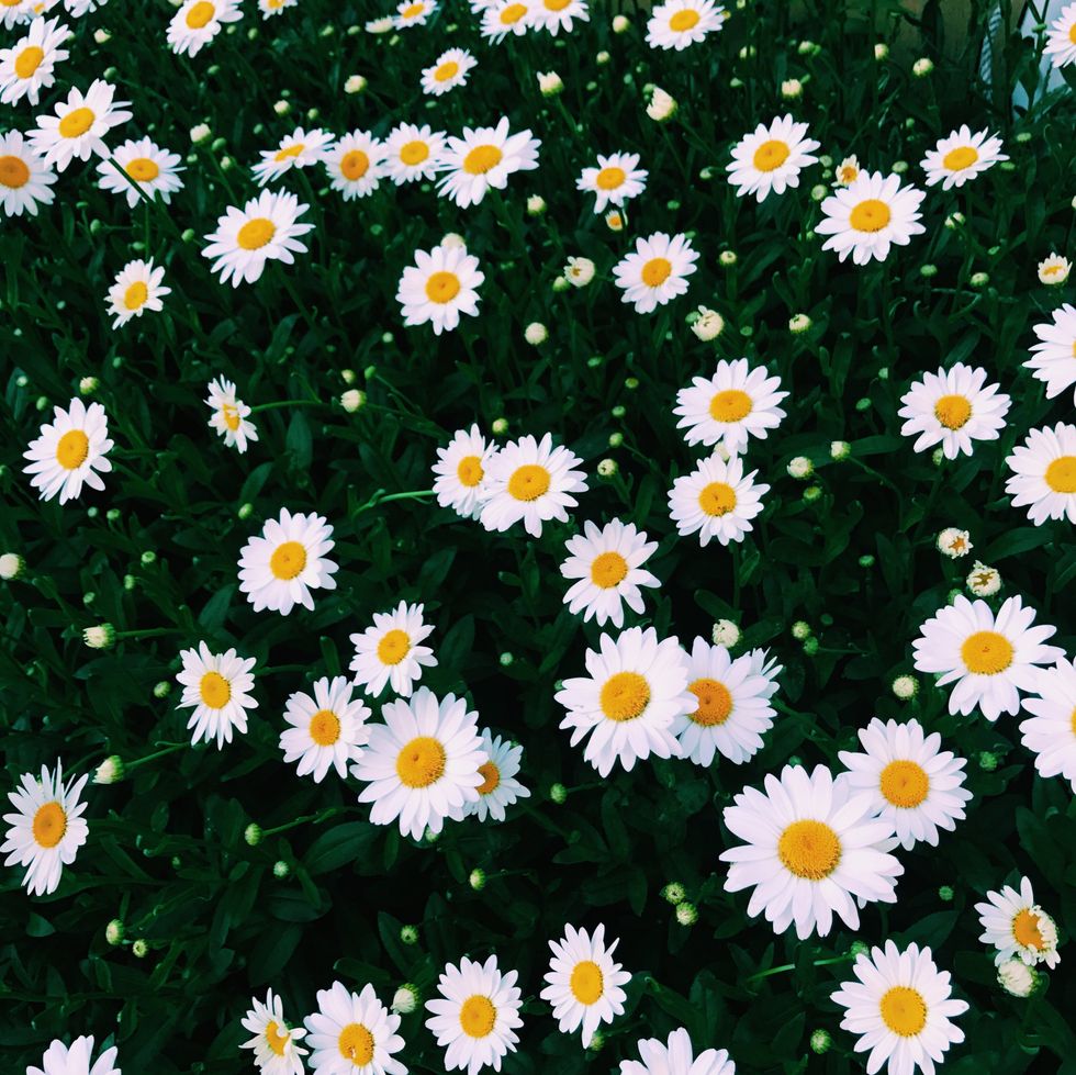 Everything I Want To Tell The Person I Love But Can't Be With