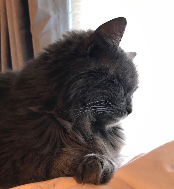 The Top 5 Simple Perks Of Having A Cat