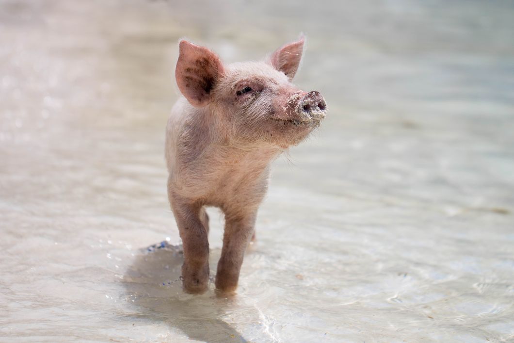 14 Pig Gifs That Will Sum Up Every Single One Of Your Ridiculous Summertime Shenanigans