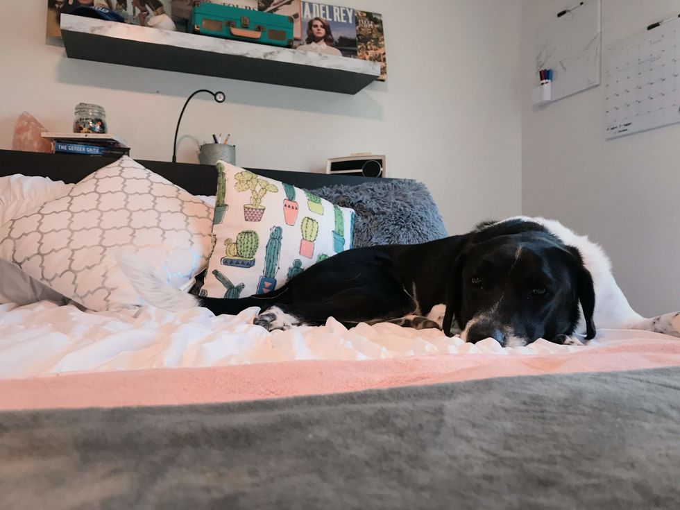 What Do Our Dogs Think When We Go To College?