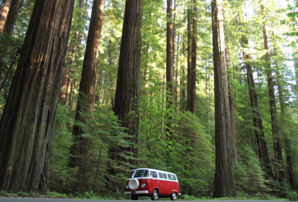 Journey Through the Redwoods