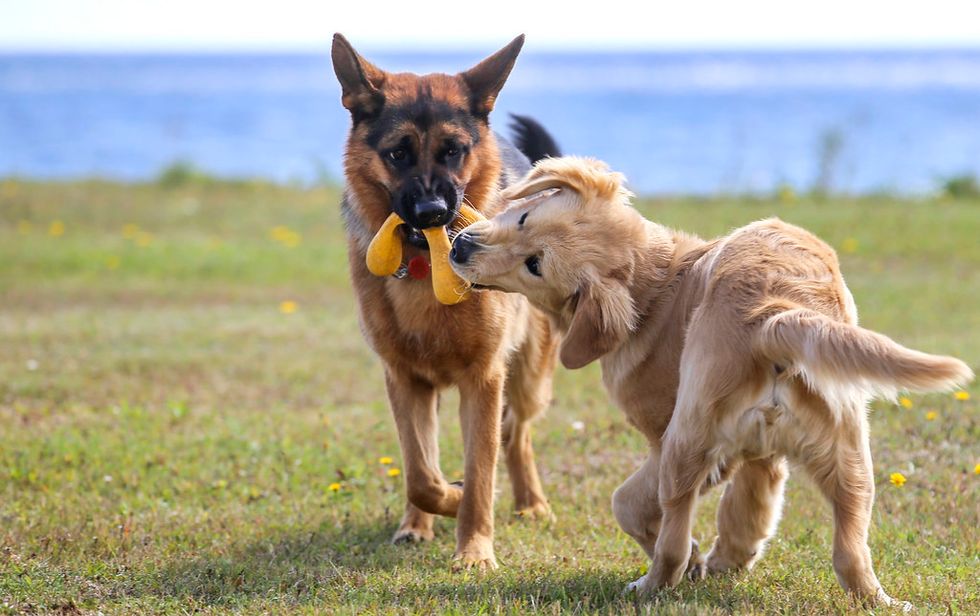 You Need These Dogs In Your Life