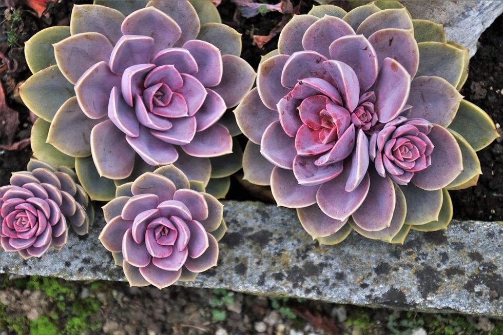 How To Stop Killing Your Succulents