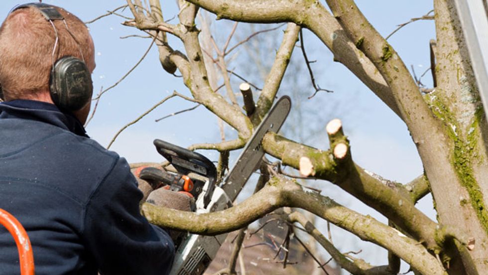 Tree Pruning Tips That You Can Use