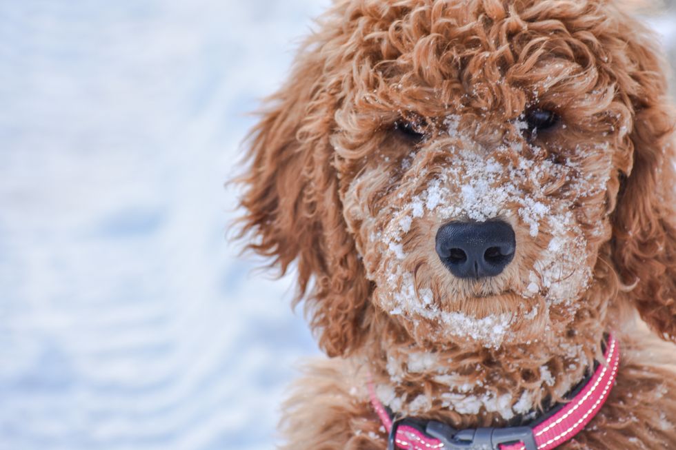 10 Ways My Dog Cured My Loneliness And Became My Best Friend