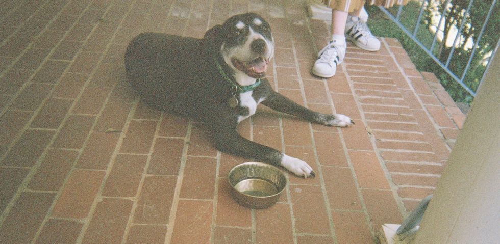 To My Beloved Dog, I Will Always Love You