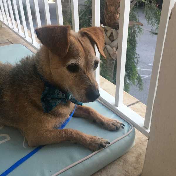 More Establishments Should Become Dog-Friendly
