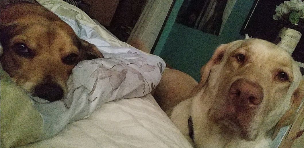 Many Reasons Why I Have Two Of The Best Dogs In The World