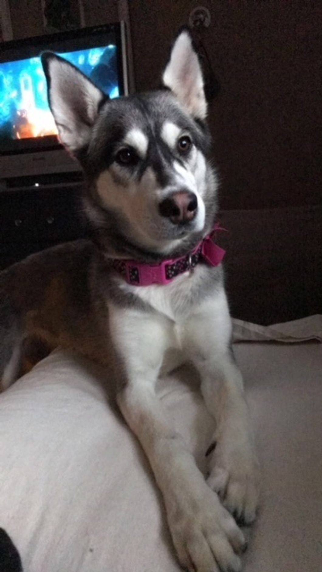 Top 16 Reasons That Dogs Are The Best Pets, Paws Down