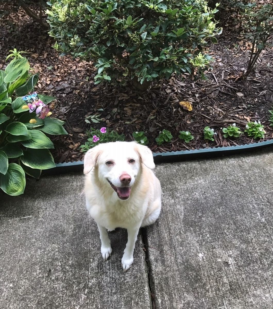 To My Dog In Her Old Age, Your Day Is Soon Approaching–Until Then, Let's Spend All The Time We Can Together