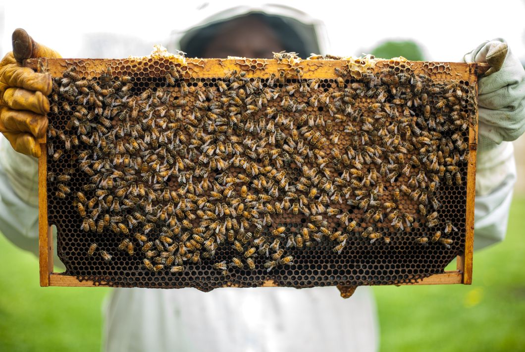 5 Reasons We Need To Turn Up The Buzz About Saving The Bees