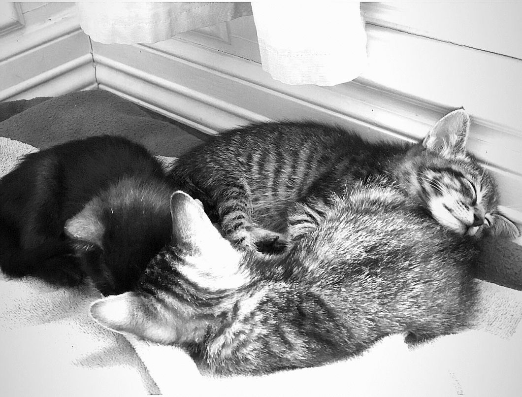 What I've Learned While Fostering Kittens