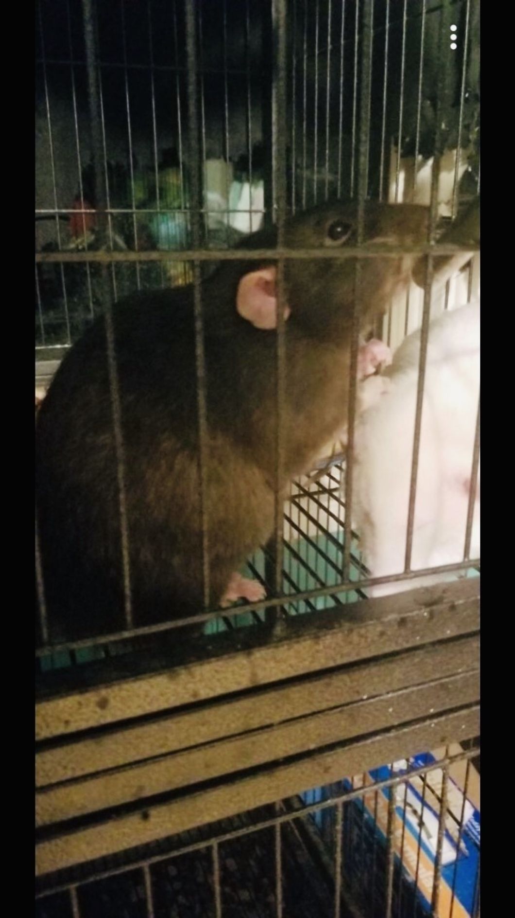Contrary To Popular Belief, Rats Make One Of The Greatest Pets