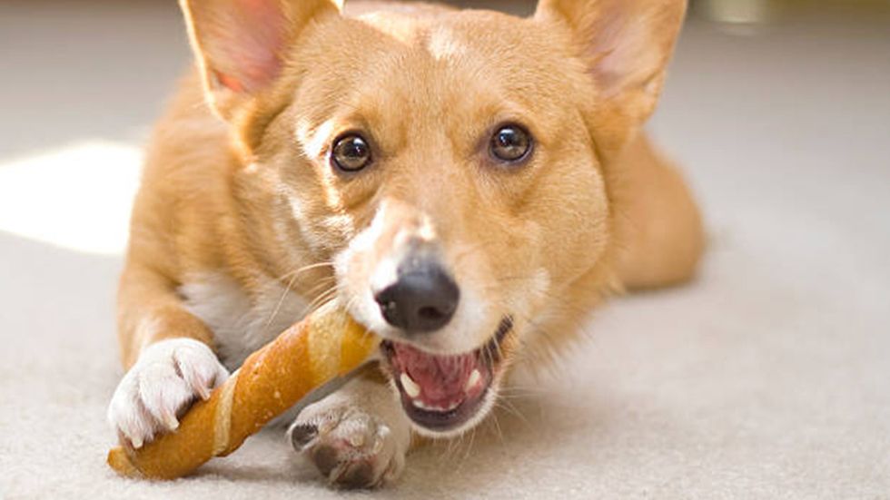 Choosing Healthy Dog Treats For Your Canine
