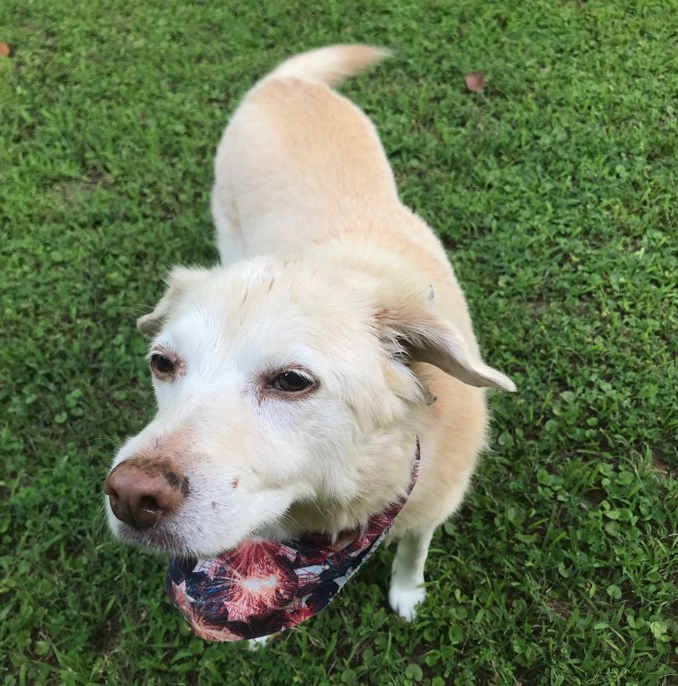 6 Tips To Keep Your Pets Safe This 4th Of July