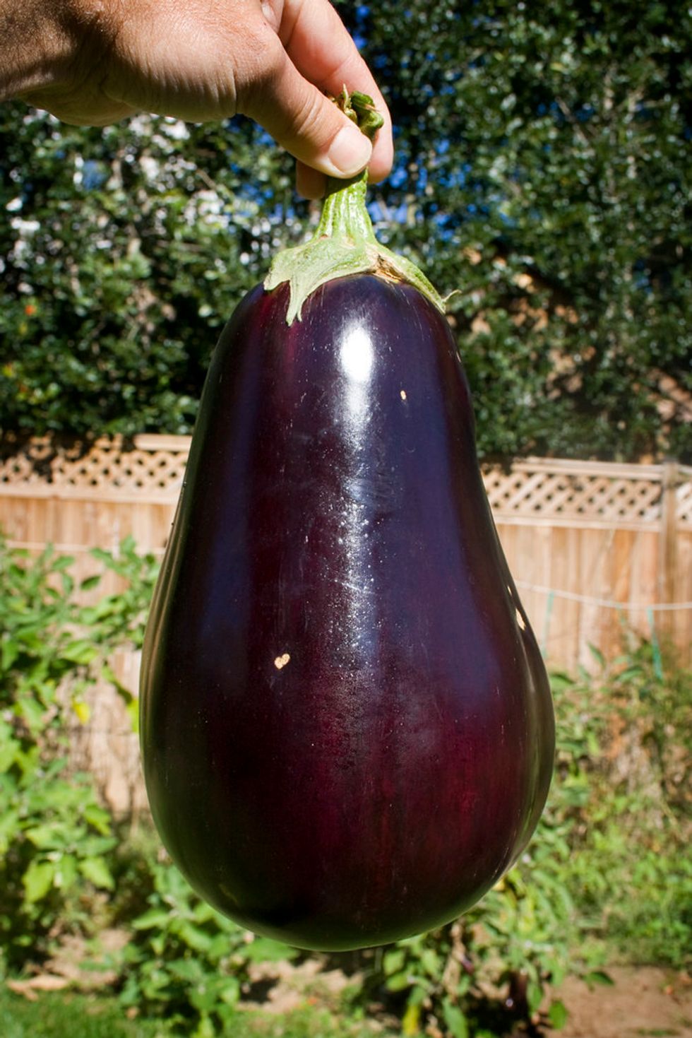 What Your Penis Says About You