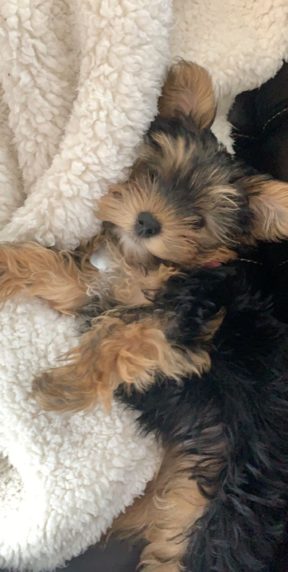 Stop Labeling Yorkies as Vicious Dogs