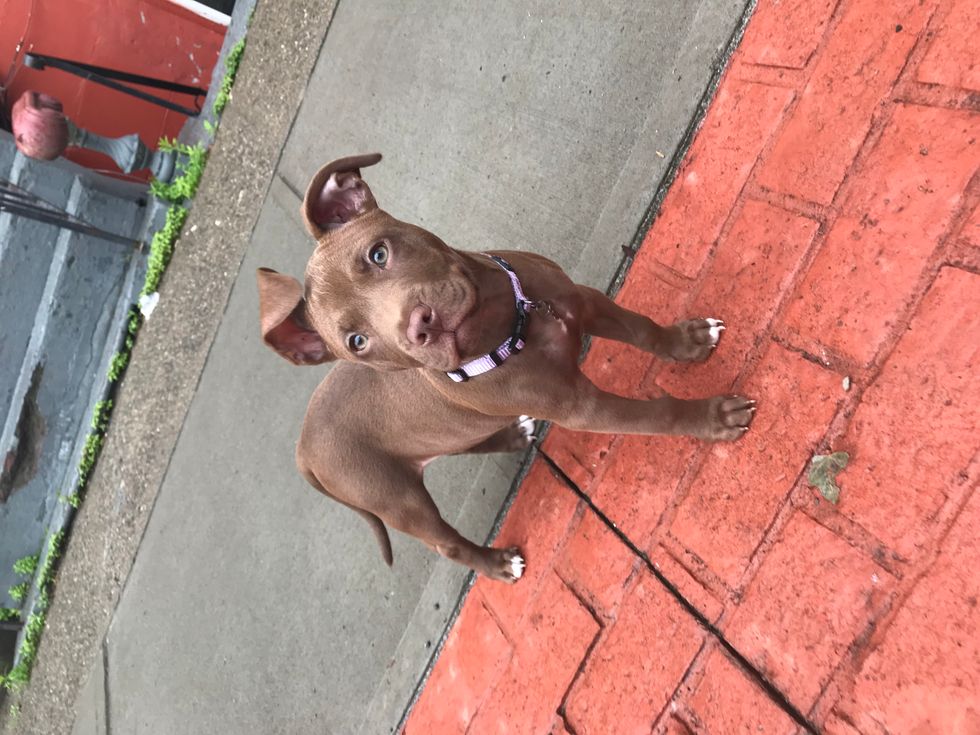 15 things that happen when you get your first puppy