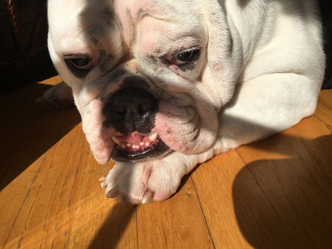 7 Reasons Why English Bulldogs Are The Best Dogs Of Them All