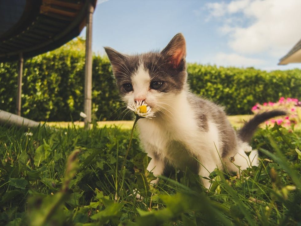 Getting A Kitten Changed My Mood And Helped My Depression