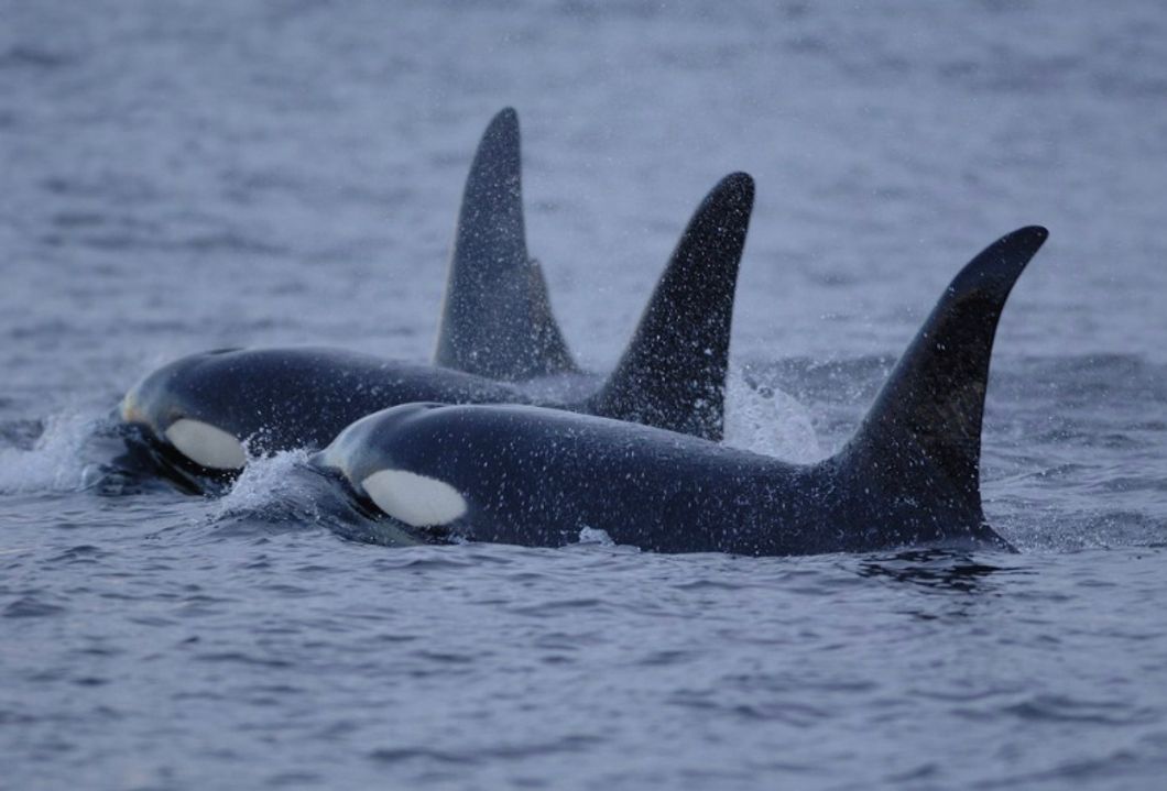 America's Southern Resident Orcas Are In Danger, Here's How You Can Help Them