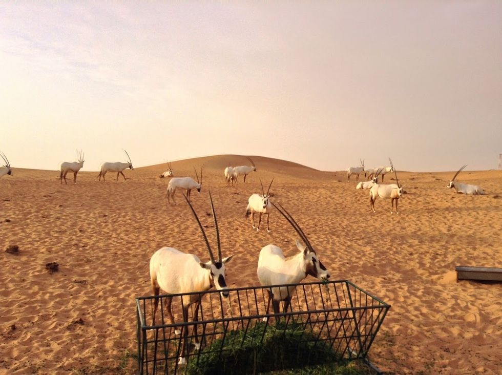 My moments of ecstasy with dune bashing in Dubai Desert