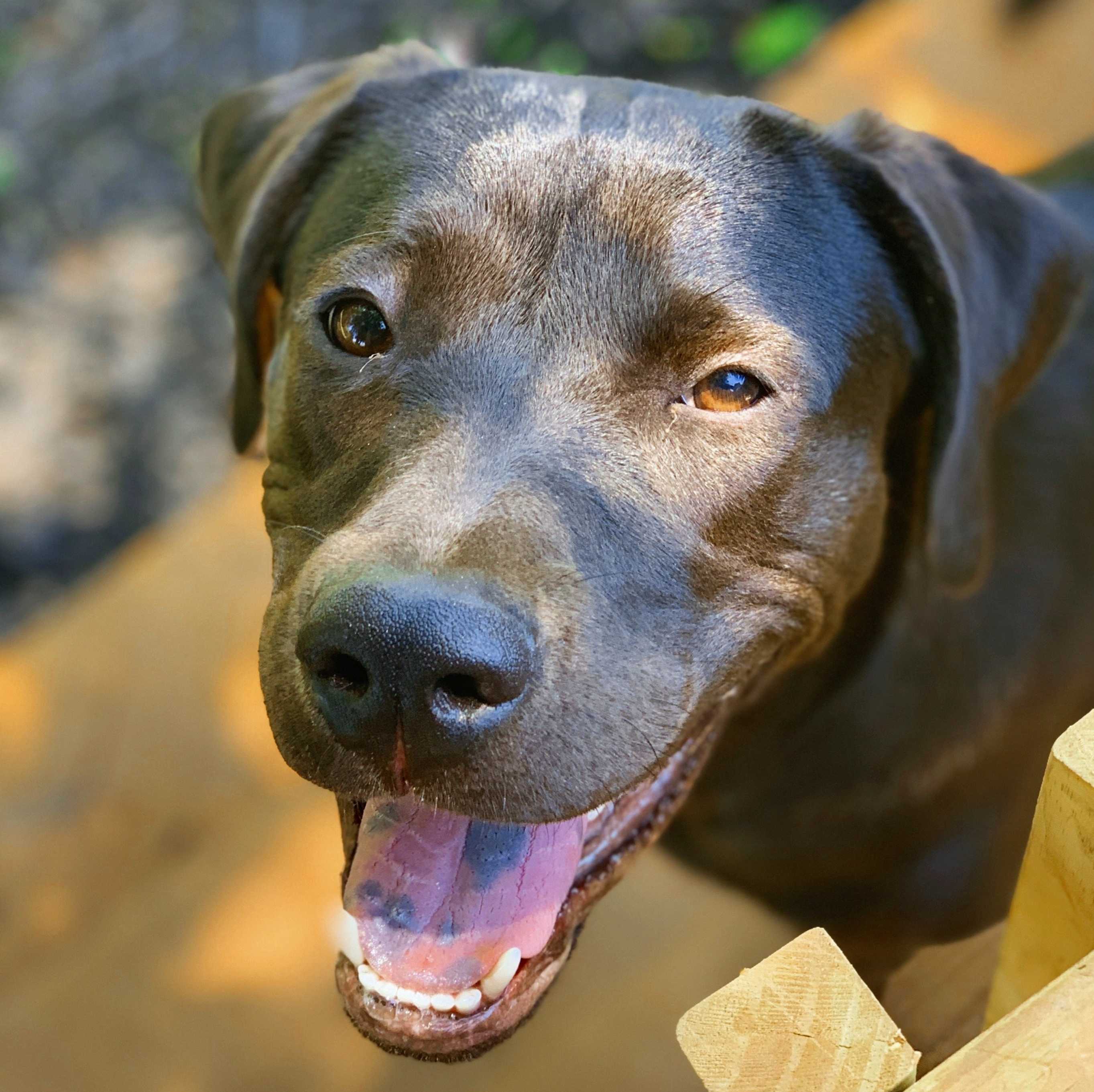 Having A Furry Friend In College