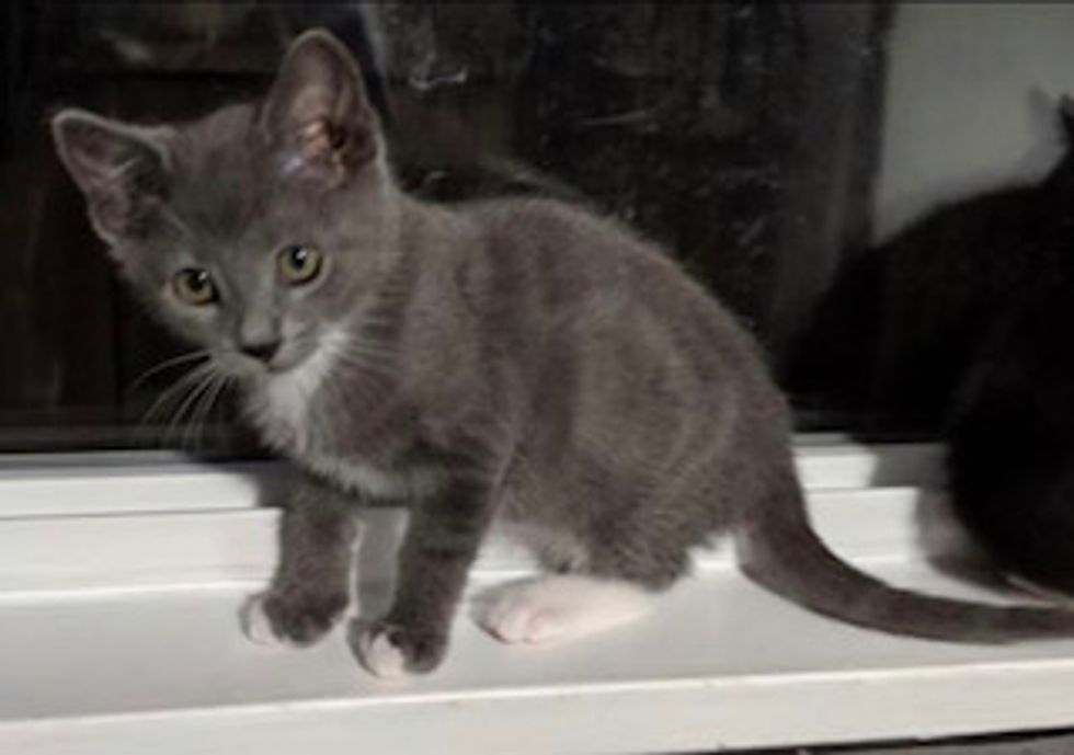 3 Reasons to Adopt Not Shop