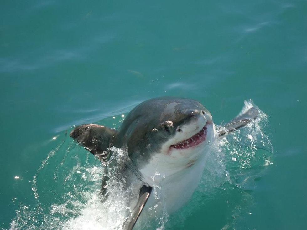 In Honor Of Shark Week, Here Are 13 Cute AF Sharks To Brighten Your Day