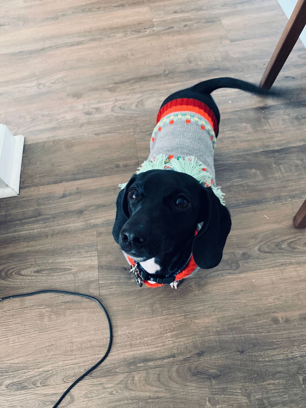 10 Reasons It Is Scientifically Proven That Dachshunds Are The Best Kind Of Dog