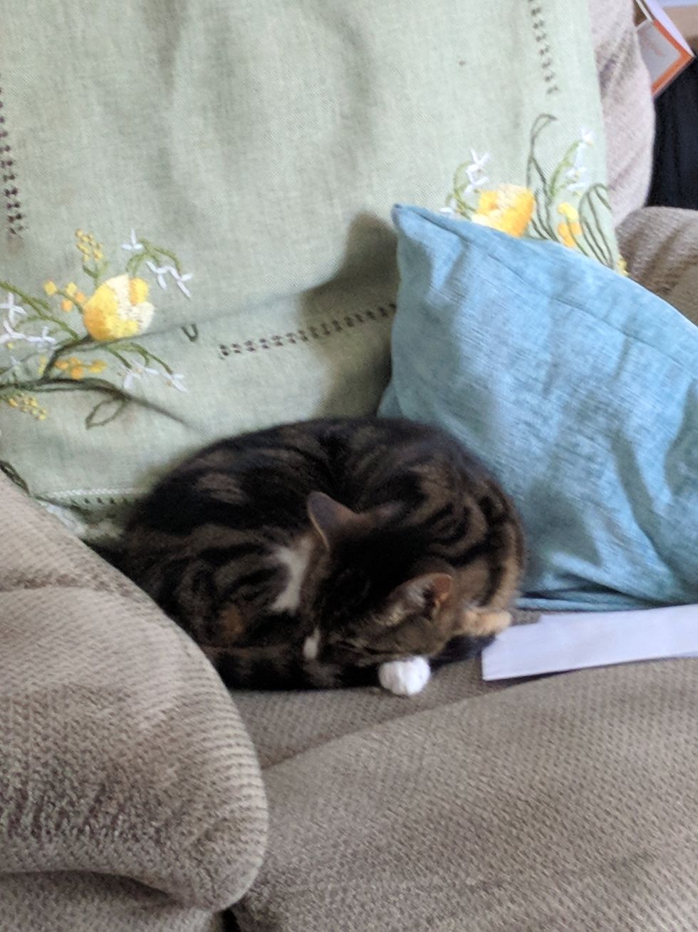 8 Things You Say to Your Cat on a Daily Basis