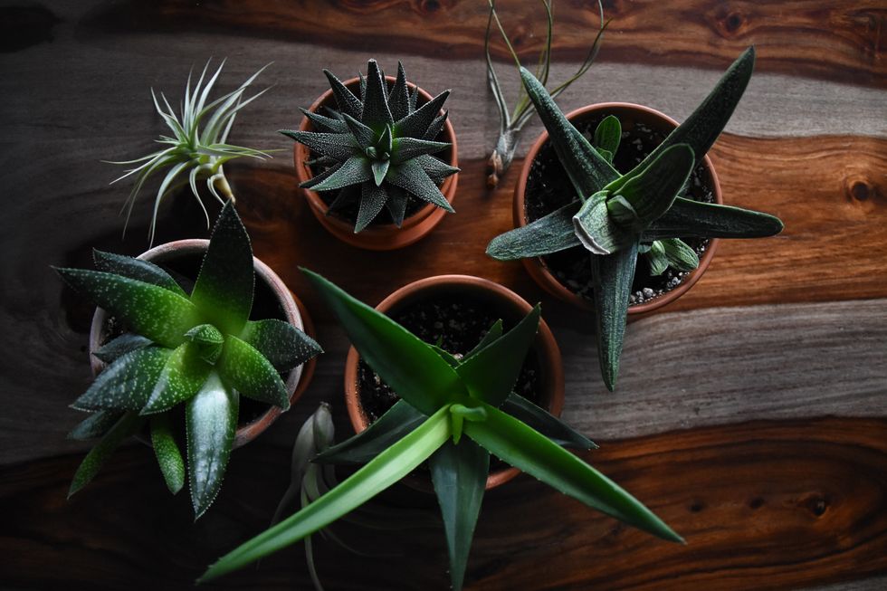 5 Easy-To-Propagate Plants