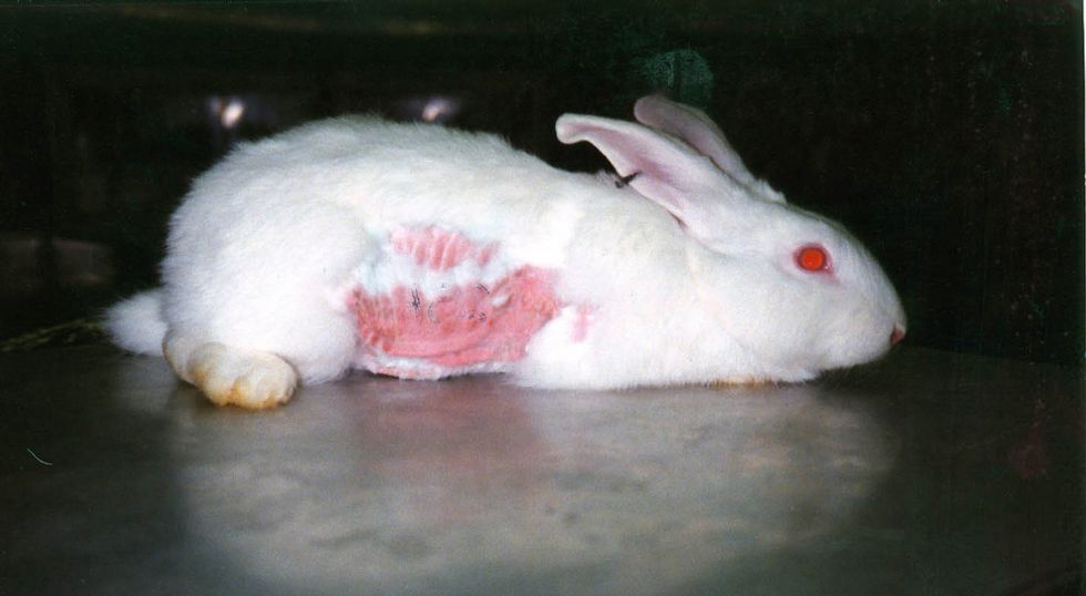 Most Of Your Favorite Makeup Brands Are NOT Cruelty-Free