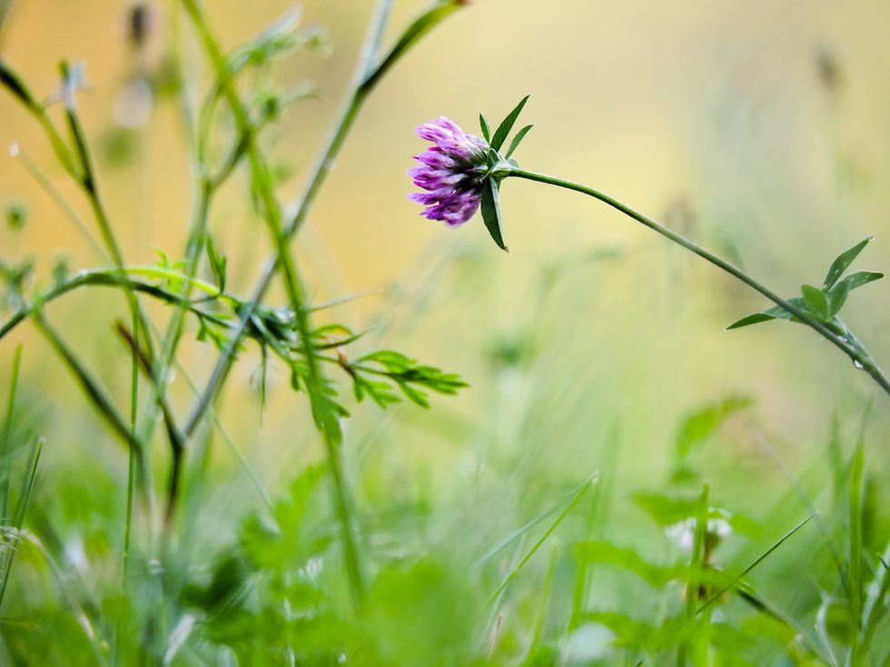 Poetry On Odyssey: More