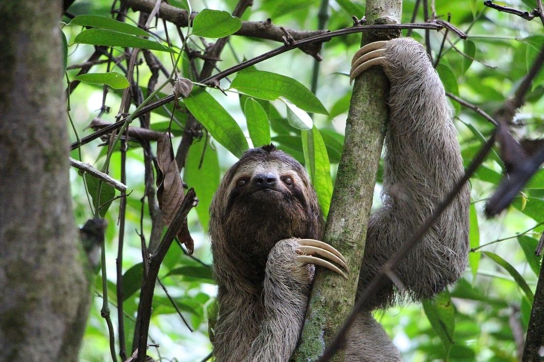 College Majors As Sloths, Because Frankly- We're All Kinda Sloths