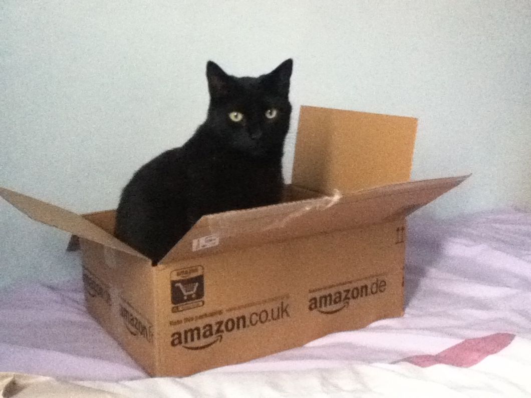 5 Useful Things You Could Buy Your Cats On Amazon