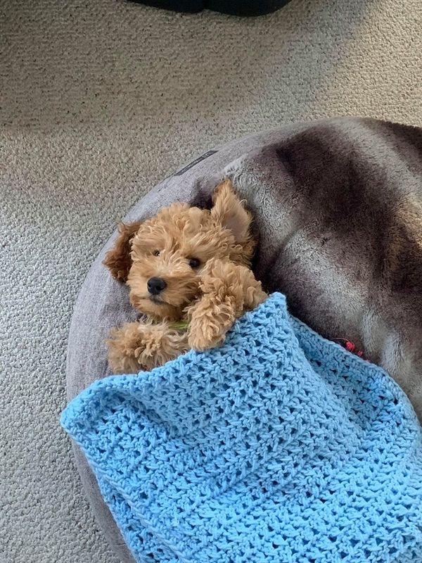 Dogs Deserve All The Love In The World And If You Can't Give A Dog That You Don't Deserve One