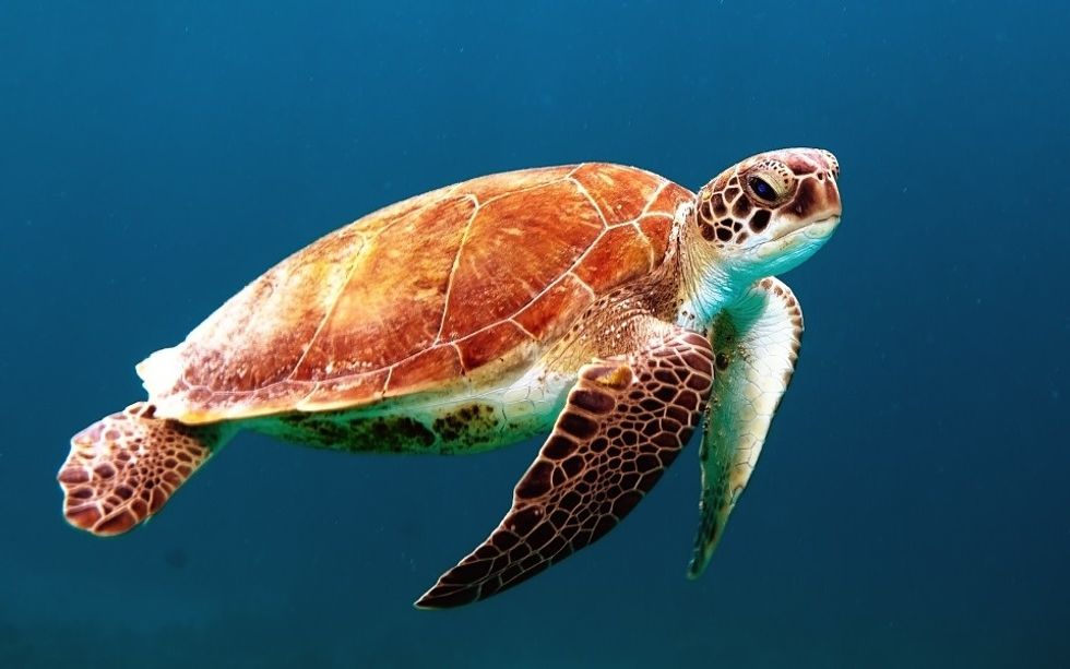 5 Incredibly Rude Sea Turtles I Met On My Summer Vacation