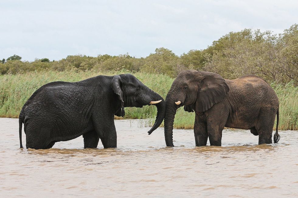 Why Elephants Are The Best Animals On The Planet