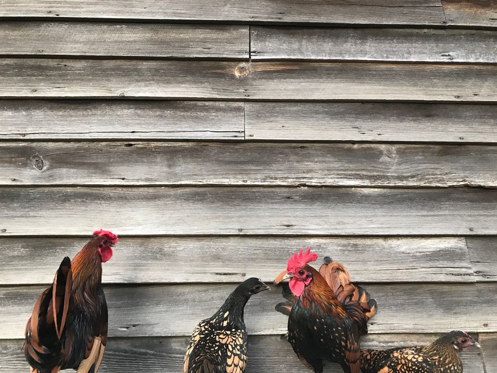 5 Reasons Poultry Science Is The Most Underrated Major