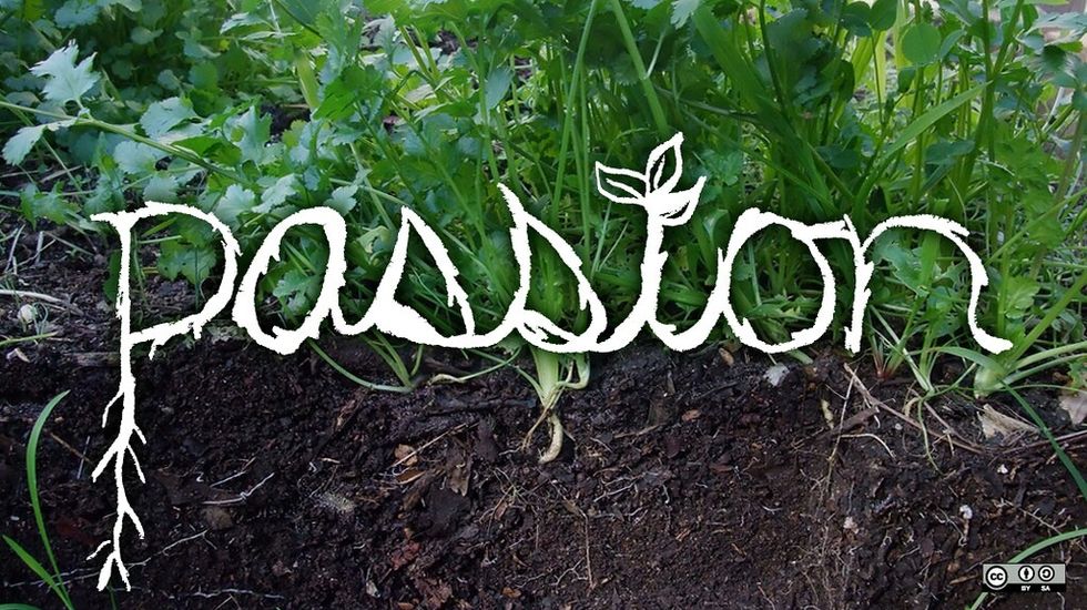 Passion vs  Your Job