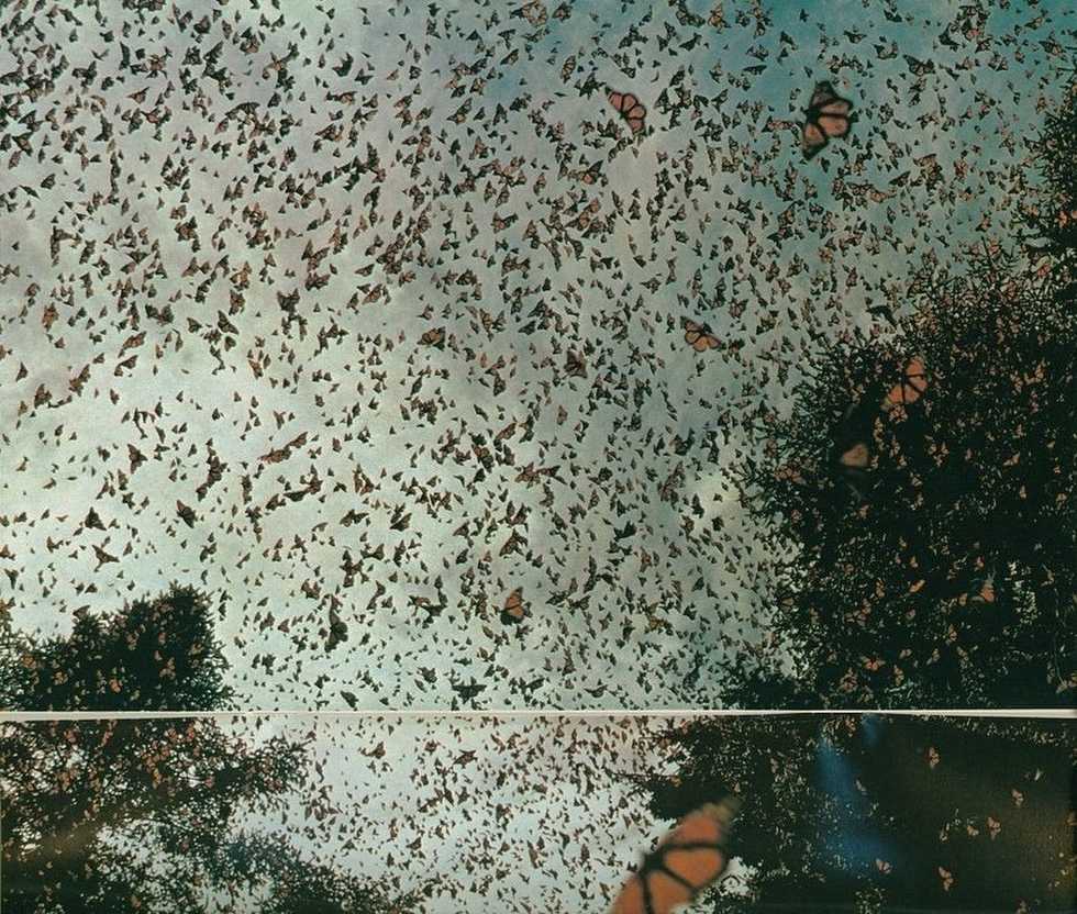 The Butterfly Effect