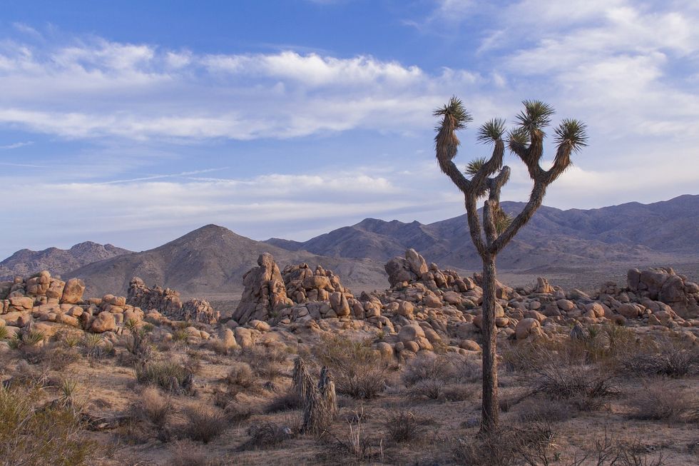 How to get the most out of your experience at Joshua Tree, CA