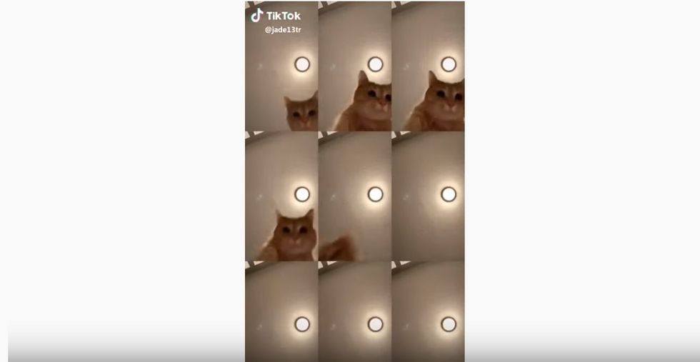 The “Mr. Sandman Challenge” Has Taken Over The Internet, And It Has Brought Me The Dream Of Endless Animal Videos