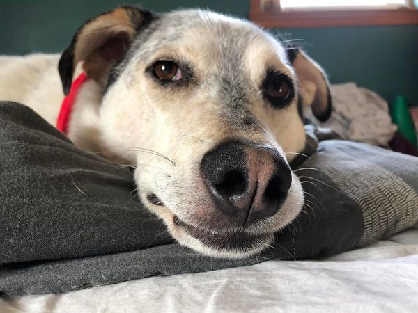 I Adopted My Dog And It's True What They Say, A Dog Is Really Man's Best Friend